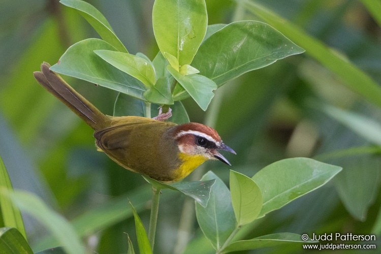 Rufous-capped Warbler, Mountain Pine Ridge Forest Reserve, Belize